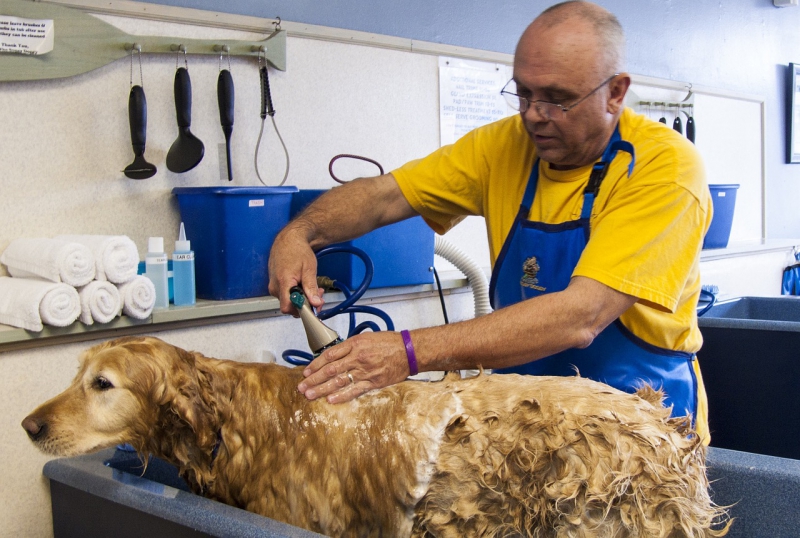 toiletteur-CANNES-min_dog-bath-682169_1280